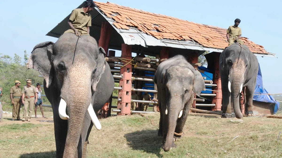 अनुमानित पर फोकस, Theppakadu Elephant शिविर आधुनिकीकरण योजना पर संरक्षण कार्यकर्ता आवाज की चिंता