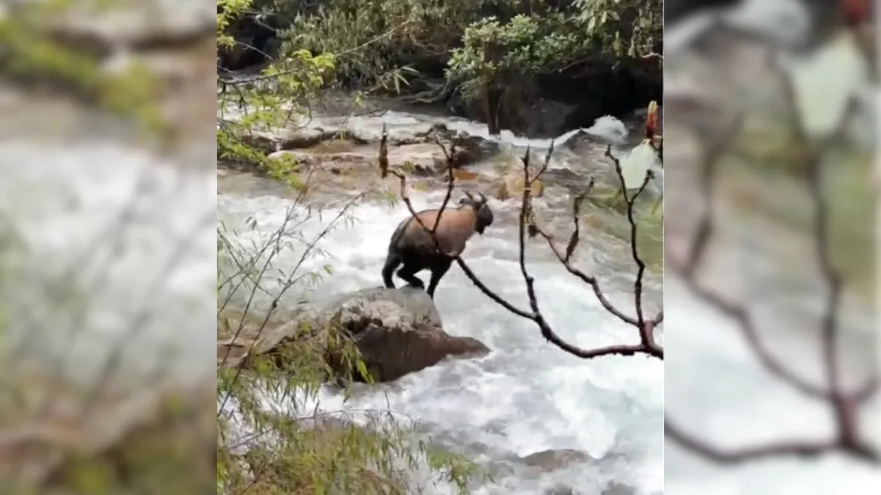 दुर्लभ, Under-Studied Goat-Antelope ने लगभग 3 दशक के बाद सिक्किम में स्पॉट किया के बीच टंग्डा चर्चा में